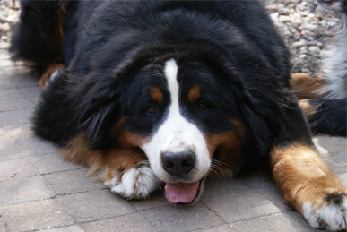 Hubble Zielone Sciezki, Berner Sennenhonden v.d. Clemensberghoeve